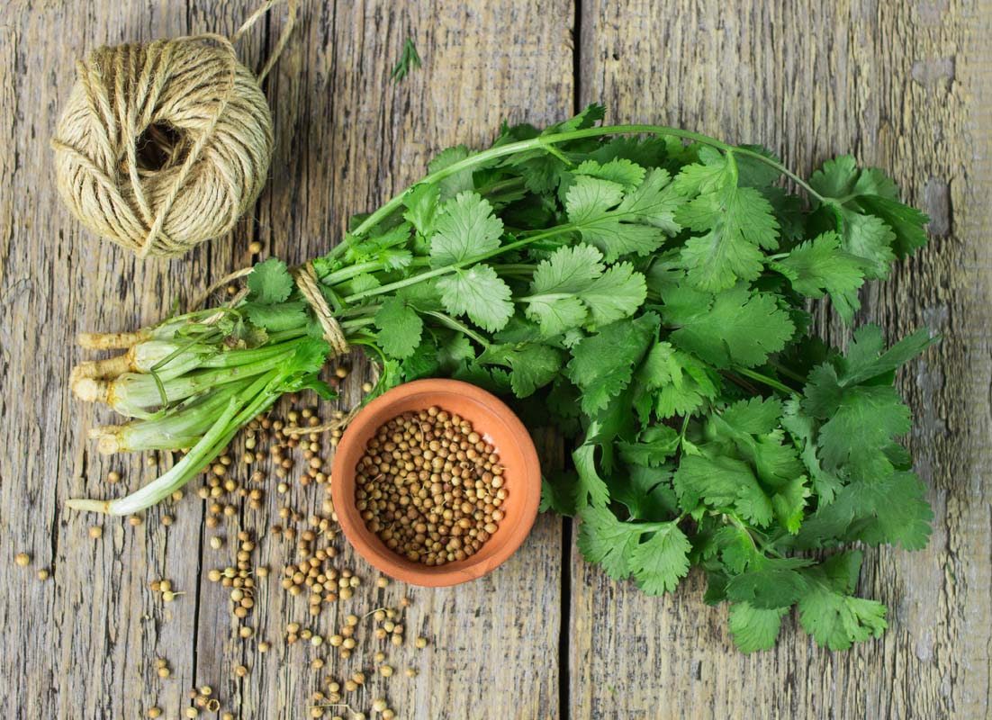Identify Coriander Seeds, Leaves, Water and Benefits