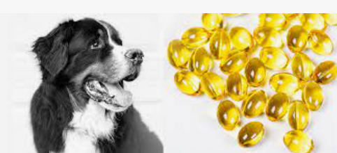 Dog fish oil